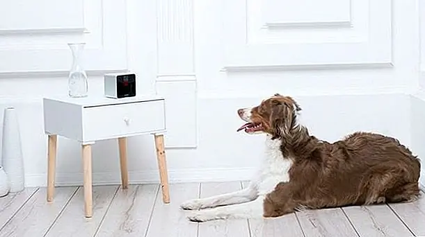 кредит: Pet Cube