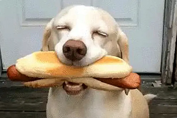 Мечты вашей собаки станут реальностью с этими 11 Основами