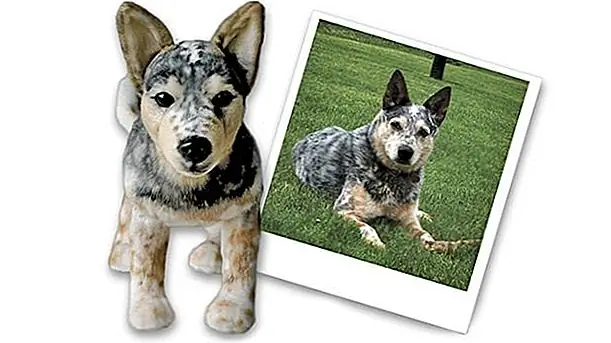 кредит: клыки клонов