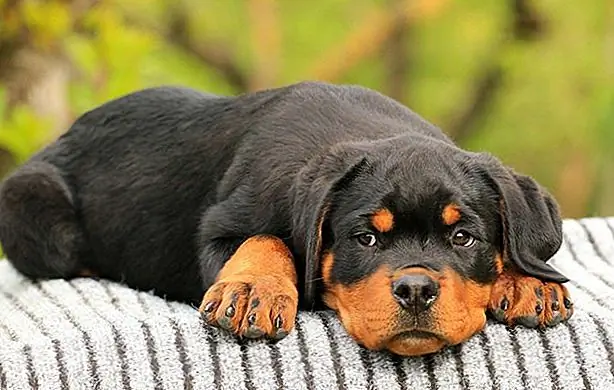 кредит: Марио Меллетти / 500Px Plus / GettyImages