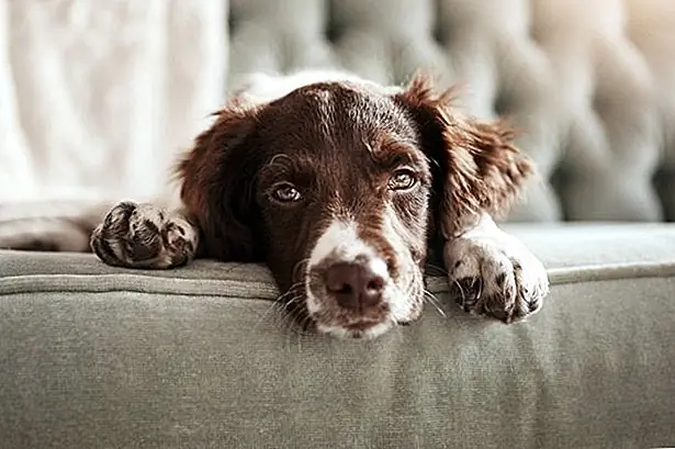 кредит: gradyreese / E + / GettyImages