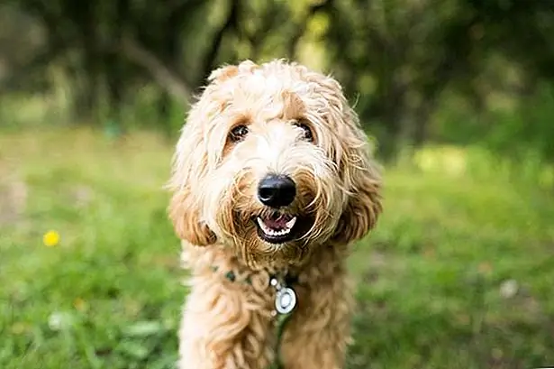 Циклоспора у собак: признаки, симптомы и диагноз