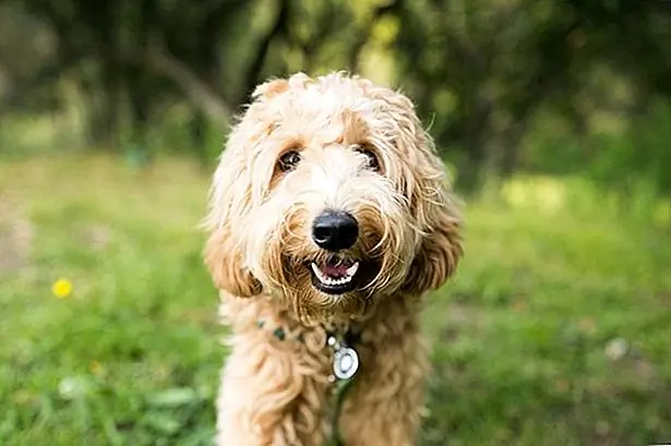 кредит: Purple Collar Pet Photography / Moment / GettyImages