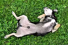 У собак есть пуговицы живота?