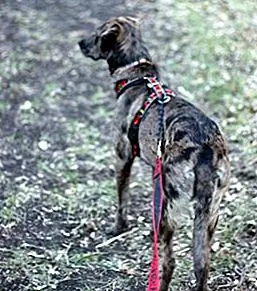 Правильная подгонка ремней безопасности важна для здоровья и работоспособности вашей собаки. В то время как у тех, кто участвует в canicross, есть их личный фаворит, правильная упряжь для вашей собаки в конечном итоге определяется тем, что лучше подходит вашей собаке.