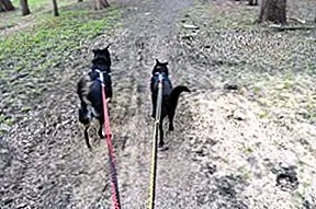 При запуске тропы вашей собаке понадобится вода … и много ее! Хитрость заключается в том, чтобы заставить вашу собаку выпить достаточное количество воды, прежде чем руки будут правильно увлажнены для его бега. Если вы кормите диету на основе кислом, промойте кусочек водой в ночь перед бегом. Это поможет получить добавленную H2O в вашу собаку.