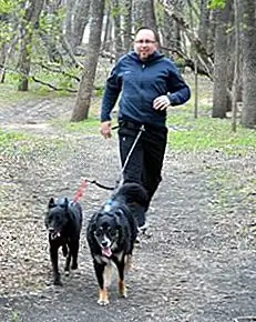 Еще один большой остроумный об этом виде спорта: canicrossers (это причудливое имя для вас и вашей собаки) нуждается в небольшом снаряжении. Очевидно, человеку нужна хорошая обувь, чтобы справиться с суровыми движениями тропы. Вам также понадобится пояс для бедер, также называемый походным ремнем или ремнем для лыжного спорта. Есть несколько вариантов поясов бедер на рынке. Мое личное предпочтение - это пояс, который не скупится на ширину. Я не хочу, чтобы ремень копал мне в спину, когда я бежал - какая боль в спине! Широкий ремень облегчает давление на спину и является более комфортной.