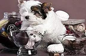 Собаки и шоколад: почему они не смешиваются