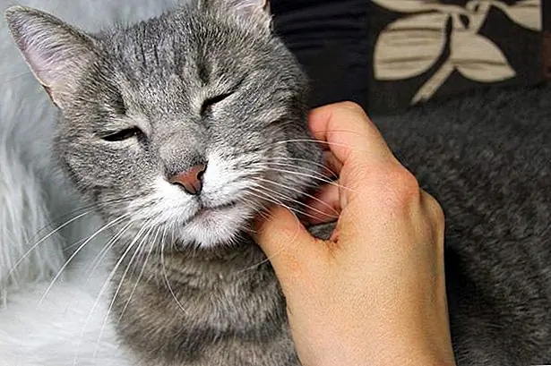 Когда вы принесете домой котенка, она, вероятно, почувствует некоторые эффекты анестетика. Ветеринары обычно наносят защитную мазь на глаза кошки, чтобы они не высыхали, поэтому она, возможно, не сможет хорошо видеть. Поскольку она может быть легко поражена, поместите ее в тихом, теплом, темном помещении, чтобы восстановиться в течение как минимум 24 часов после операции. Держите детей и других домашних животных вдали от нее в течение этого времени. Даже самое сладкое, самое ласковое домашнее животное может стать агрессивным, поцарапать или укусить в самообороне, когда испугается. Анестезия похмелья обычно уходит в течение 24 часов, и личность вашей кошки должна вернуться к норме. Оставайтесь со своим питомцем через первую ночь, чтобы следить за ее выздоровлением и уровнем активности.