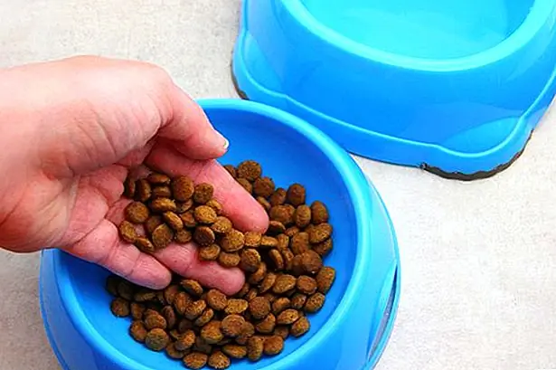 Предложите свою киску сразу после того, как принесете ее домой. Питьевая слишком много может вызвать у нее рвоту; держите только небольшое количество жидкости в миске и сверху при необходимости. Вы можете предложить своему котенку одну четверть до половины части ее обычной еды, когда она бодрствует и бодрствует. Если она рвет, заберет оставшуюся часть пищи и не предложит ее до следующего утра. Дайте ей регулярное количество пищи и воды на следующий день после операции. Анестетики делают многих кошек тошнотворными, поэтому не паникуйте, если она не съест сразу. Позвоните своему ветеринару, если она не ела и не пила нормально после того, как была дома 48 часов.