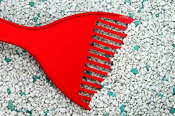 Даже если ваша кошка решит не есть, она все равно должна мочиться. Поместите чистый ящик для мусора рядом с ее местом отдыха, чтобы ей не пришлось слишком далеко ходить. Пыль из кошачьей подстилки может проникать в разрезы и вызывать инфекции, поэтому используйте кристаллический или измельченный бумажный мусор в течение как минимум семи дней после операции. Следите за ее мочой за кровь. Хотя небольшое количество крови может произойти в течение 24 часов после операции по слёзу, позвоните своему ветеринару, если вы обнаружите кровавую мочу за это время. Анестетики часто вызывают запор или диарею, которые продолжаются через 24-48 часов после операции. Обратитесь к ветеринару, если ваша кошка не мочится или испражняется нормально в течение 72 часов после операции.