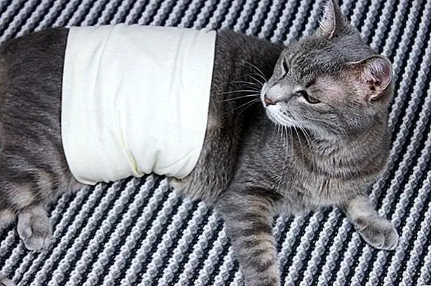 Осмотрите участок разреза, как только вы принесете свою кошку домой. Обычно участок выглядит немного красным и слегка опухшим. Проверяйте сайт разреза один или два раза в день в течение семи дней. Немедленно позвоните своему ветеринару, если вы заметите кровотечение, дренаж или выделку, чрезмерное покраснение или большое отек на месте.