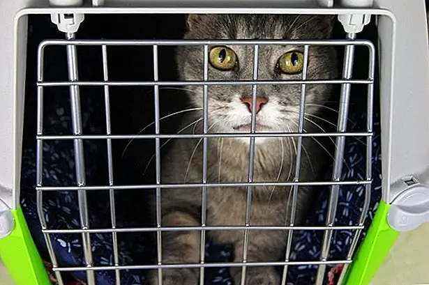 Хотя ваш котенок начнет действовать как ее старое я в течение дня или двух, ее нужно держать в закрытом помещении, по крайней мере, в течение первых семи дней после операции, чтобы вы могли следить за процессом заживления и уровнями активности. Не позволяйте вашей кошке прыгать, бегать, подниматься по лестнице или даже играть в течение первой недели, потому что эти действия увеличивают риск того, что сайт разреза не будет лечить должным образом. Держите свою кошку в багажнике, ящике или маленькой комнате без какой-либо высокой мебели, если она мятежник, который настаивает на гонке, прыжках и грубом корпусе. Постепенно увеличивайте количество активности, которую вы разрешаете котенку на вторую неделю, но внимательно следите за хирургическим сайтом за любые проблемы.