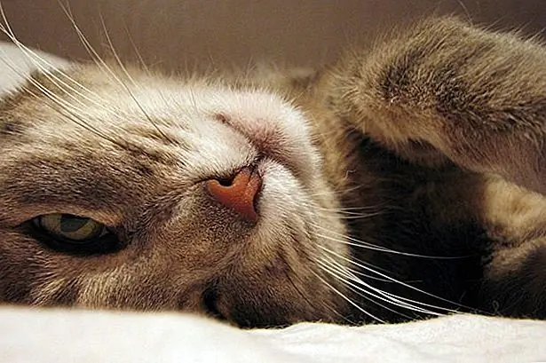 Проливание считается безопасной хирургией, но осложнения все еще происходят. Проконсультируйтесь с вашим ветеринаром, если она проявляет депрессию, летаргию или слабость, продолжающуюся дольше 24 часов. Другие признаки аномального выздоровления включают затрудненное дыхание, бледные десны и пониженную или повышенную температуру тела. Вызовите своего ветеринара немедленно, если какой-либо из этих симптомов присутствует, поскольку они могут быть признаком внутреннего кровотечения.