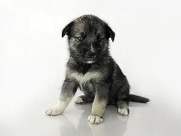 Как сделать Хоббл для щенка с распущенными ногами