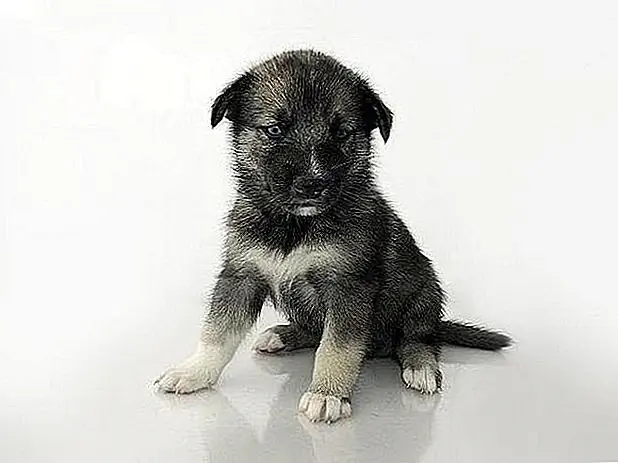 Хорошей новостью является то, что 90% щенков с этим синдромом восстанавливаются быстро (часто в течение нескольких дней) и продолжают жить нормальной продолжительностью жизни и счастливой жизнью.