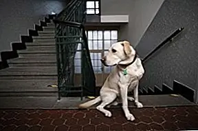 Идеи для крытых собак для собак, чтобы ваша собака двигалась этой зимой