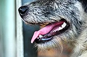Плохое дыхание вашей собаки говорит вам о своем здоровье?