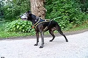 Почему ваша собака нуждается в подогреве перед тренировками Каникросса