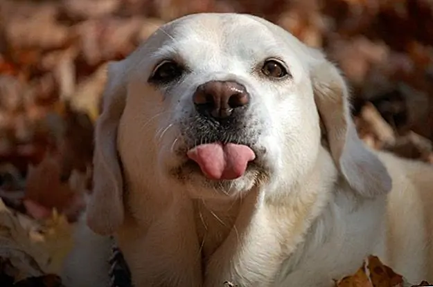 18 Rude Dogs, которые просто не дают аппетит о манерах