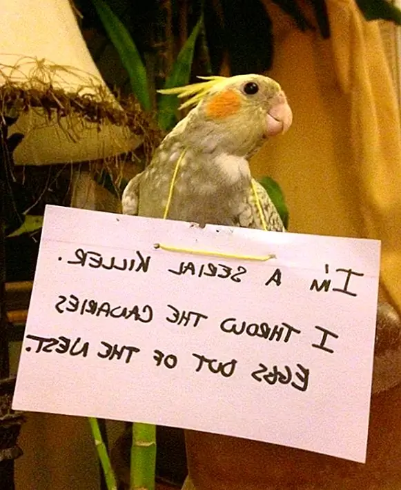 Image Image