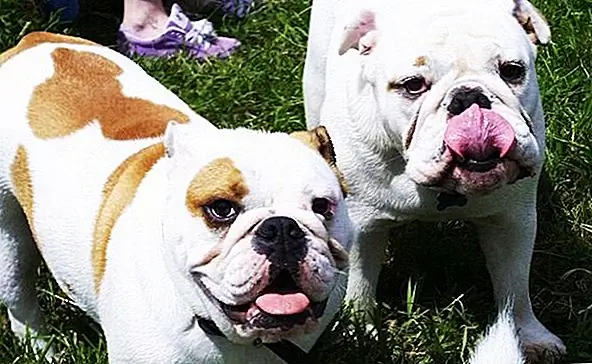 5 Восхитительные летние лагеря Doggie для восточного побережья