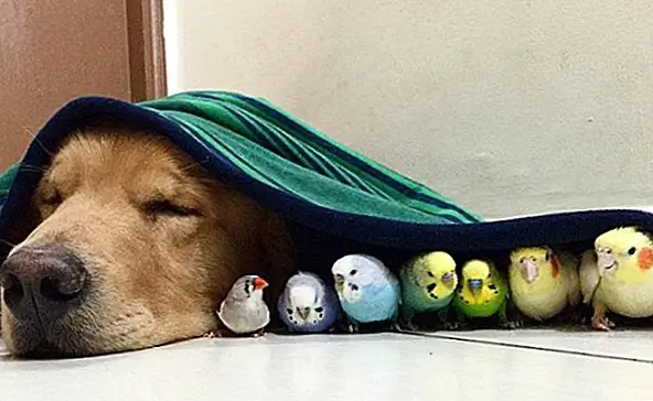 Невероятно Chill Golden Retriever является мэром Birdville