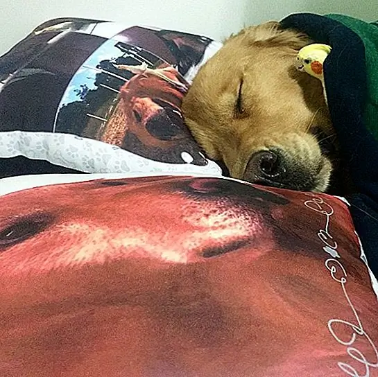 Избранное изображение через @bob_goldenretrieverh / t Симпатичная перегрузка