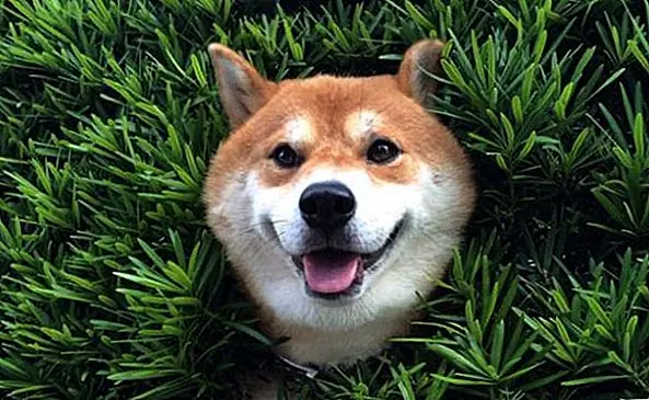 Собака притворяется, что застряла в кустах в предельном отображении Shiba Shenanigans