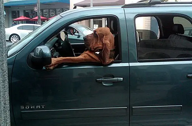 12. «Мой человек может смеяться сейчас, но он лучше всех знает, что, когда дело доходит до лова, щенки всегда получают последний смех»