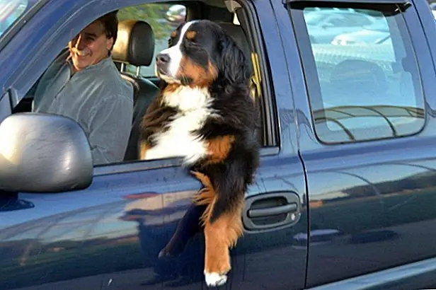 13. «Итак, не пугай моей пушистой внешности»