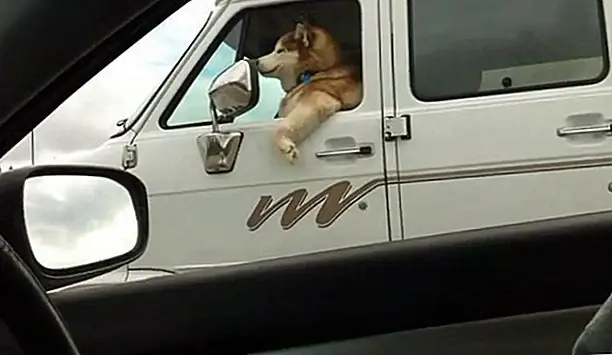 14. «Потому что, прежде чем вы это узнаете, я буду наблюдать, как вы едите моих кроликов»