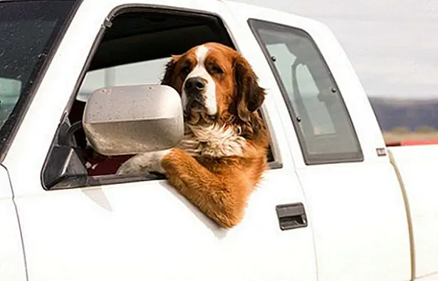 6. «Но не позволяйте моей освежающей газе, зеленой машине, обмануть вас. Да, цитрусовые точно не кричат, угрожая, я знаю … »