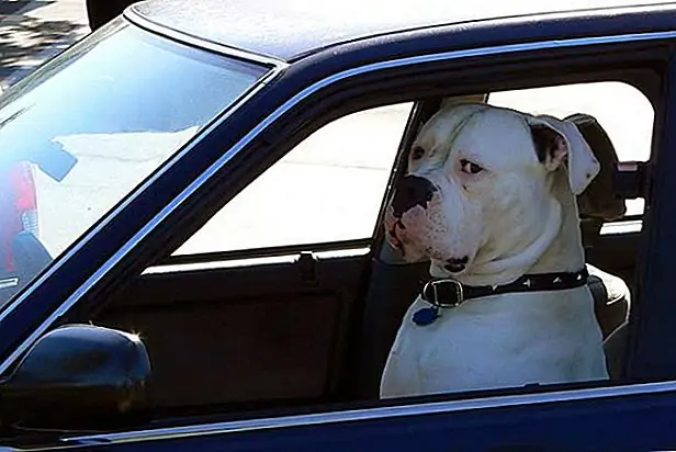 10. «Являются ли мои сказочные складки препятствием, чтобы вы заметили, что свет вот-вот седел? Еще бы.