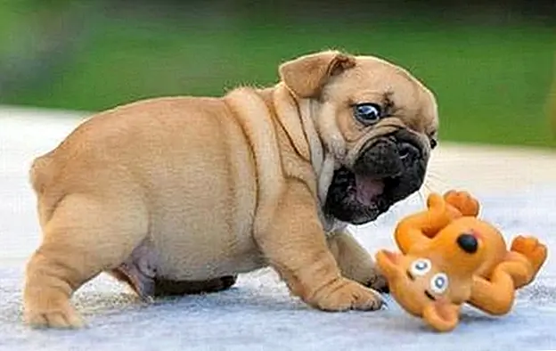 17 этапов бытия родителя-первородного родителя