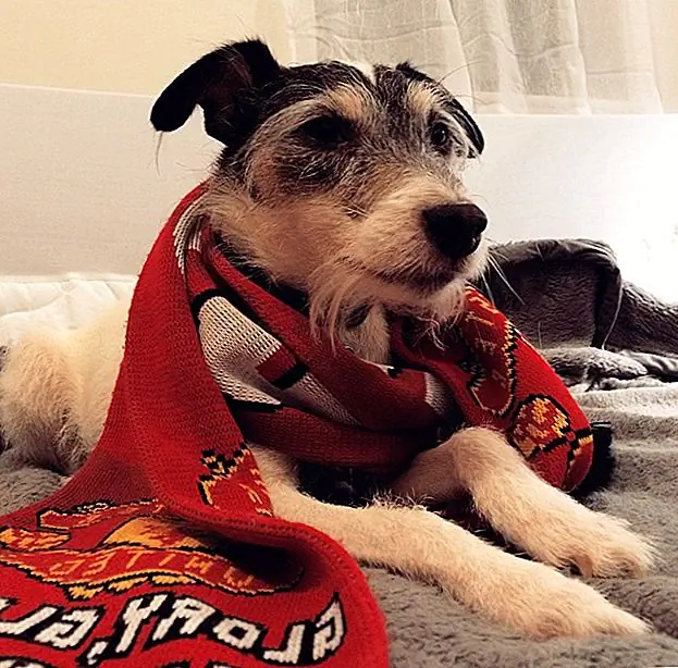 20 Pups, которые знают, кто они коррумпируют в этот день бокса