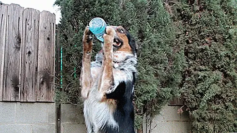 По мере того, как температура продолжает расти, важно убедиться, что ваш щенок получает достаточное количество воды. Вам может потребоваться проявить творческий подход, чтобы ваша собака получала достаточное количество воды, но если это означает, что ваш бутон остается счастливым и здоровым, это того стоит!