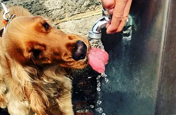 Некоторые собаки могут быть весьма придирчивы к воде, которую пьют, что может затруднить их потребление достаточным количеством воды. Если ваша собака не будет пить воду, которая слишком долго сидит, или вода, которую помогла другая собака, убедитесь, что их вода регулярно меняется, или подумайте о том, чтобы инвестировать в авто-пополняющее блюдо.