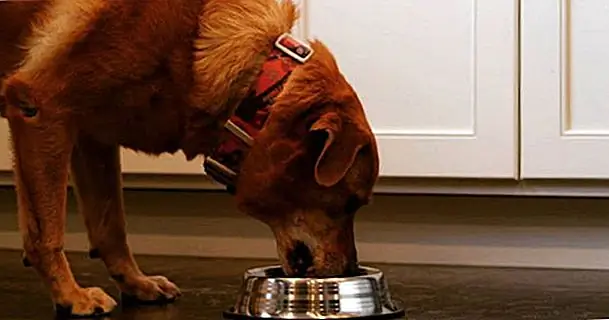 Проницательный способ убедиться, что ваш pooch получает всю воду, в которой они нуждаются, добавив ее к своей еде. Влажная пища уже имеет немного воды в нем, но добавление ее в сухой кусочек - отличная идея. Мало того, что их пища более богата водой, когда кусочек ушел, большинство щенков с радостью нажимают на оставшуюся влагу в миске.