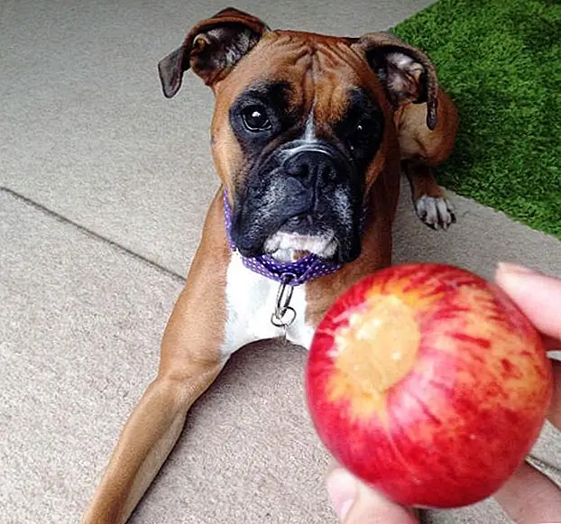 Самый вкусный способ добавить дополнительную воду в рацион вашего питомца - это обмен сухим лечением на свежие фрукты и овощи. Фрукты и овощи полны воды и содержат мало жиров и калорий, поэтому вы можете чувствовать себя хорошо, чтобы кормить их в свою пух! Просто убедитесь, что вы сначала просмотрите, какие фрукты и овощи безопасны для щенков.