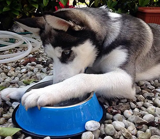 Если заставить собаку выпить достаточно воды, это проигравшая битва, мы дадим вам эту небольшую уловку. Добавление немного говядины или куриного бульона в воду вашего щенка - это простой способ убедить их выпить больше. Со временем вы можете уменьшить количество отвара, который вы добавляете в воду, до тех пор, пока они не растопит чаши без бульона.