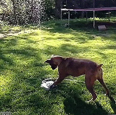 Так же, как люди, вода составляет 60% веса тела собаки и теряется, когда они дышат, слюны и мочиться. Зная это, важно, чтобы ваша собака оставалась должным образом гидратированной в течение дня. Но сколько воды должна выпить ваша собака?