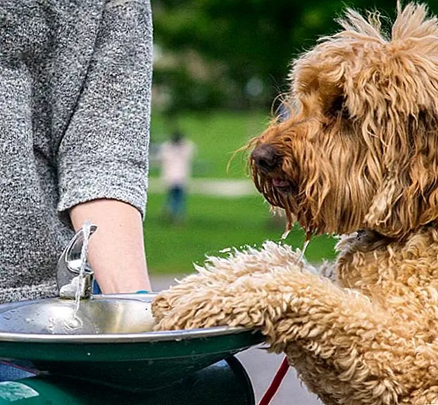 Количество воды, потребной вашей собакой, будет варьироваться в зависимости от их размера и количества энергии, которые они оказывают. В общем, собаке требуется 50-60 мл воды на килограмм веса тела. Это может показаться сложным, но для определения веса вашей собаки в килограммах все, что вам нужно сделать, это разделить их вес на 2,2 или посмотреть на этот удобный график: