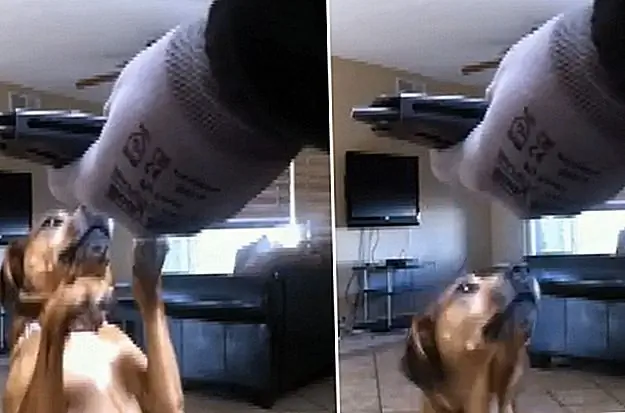 Собаки на дому Charm Housebreaking Burglar Into Giving Them Treats