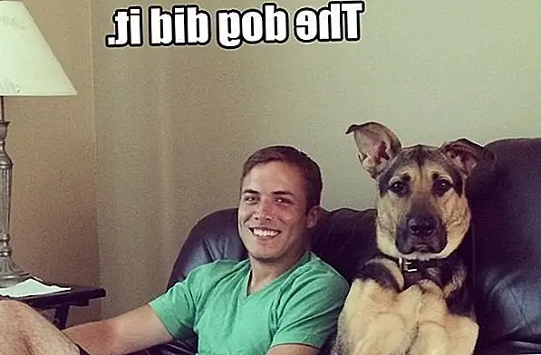 12 способов, которыми ваша собака спасает ваш приступ от неуклюжих социальных ситуаций