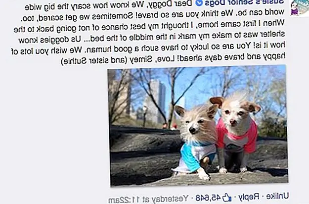 Владелец знал, что должен поддерживать своего щенка всеми возможными способами. С добрым и открытым сердцем он настраивал машины с белым шумом и медленно вводил ее в любые новые процедуры, такие как прогулки.