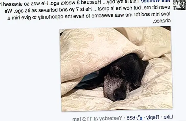 Эта история очаровательного щенка может резонировать с таким количеством любителей собак во всем мире. Мы хотим, чтобы наши собаки имели здоровую и полноценную жизнь, несмотря на травмирующие обстоятельства. Есть много владельцев и союзников собак, готовых поддержать щенков в случае необходимости, в то время как восстановление из сложных прошлых периодов.