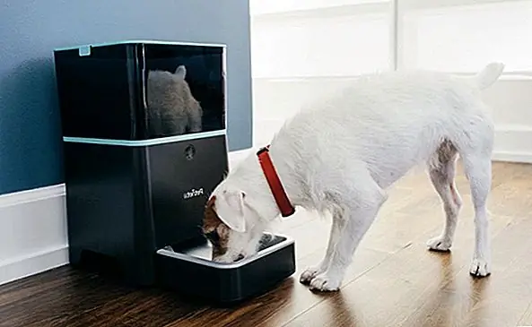 7 Crazy Tech Gadgets для собак, которые доказывают будущее сейчас