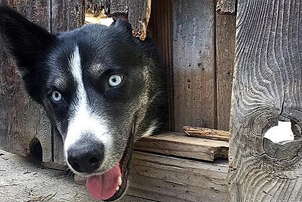 Есть много причин, по которым счастливая, послушная собака может убежать. Щенки, которые не были пропущены или стерилизованы, могут следовать своим гормонам в поисках ruv. Некоторые блуждают, потому что они одиноки, скучают или страдают от беспокойства о разлуке. Другие бегут в ответ на страхи, такие как штормы, фейерверки или строительство в доме. Обнаружение причины и работа с тренером для изменения поведения - это самый верный способ держать вашего щенка в безопасности дома. Есть много причин, по которым счастливая, послушная собака может убежать. Щенки, которые не были пропущены или стерилизованы, могут следовать своим гормонам в поисках ruv. Некоторые блуждают, потому что они одиноки, скучают или страдают от беспокойства о разлуке. Другие бегут в ответ на страхи, такие как штормы, фейерверки или строительство в доме. Обнаружение причины и работа с тренером для изменения поведения - это самый верный способ держать вашего щенка в безопасности дома.