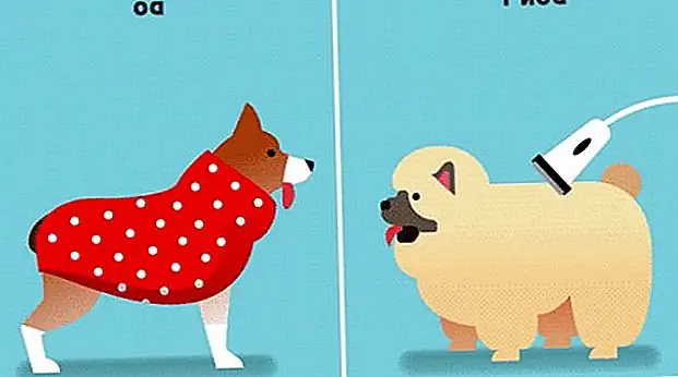 5 GIF, которые упрощают защиту ваших домашних животных от зимней погоды